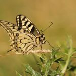 Otakárek fenyklový - Papilio machaon, Zlatý kůň (VIII, 2009)