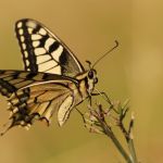 Otakárek fenyklový - Papilio machaon, Zlatý kůň (VIII, 2009)