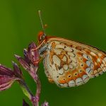 Hnědásek chrastavcový - Euphydryas aurinia, ... (V, 2014)