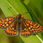 Hnědásek chrastavcový - Euphydryas aurinia, ... (V, 2014)