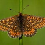 Hnědásek chrastavcový - Euphydryas aurinia, ... (V, 2014)