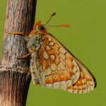 Hnědásek chrastavcový - Euphydryas aurinia, ... (V, 2014)