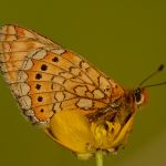 Hnědásek chrastavcový - Euphydryas aurinia, ... (V, 2014)