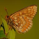 Hnědásek chrastavcový - Euphydryas aurinia, ... (V, 2014)