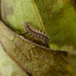 Hnědásek chrastavcový - Euphydryas aurinia, housenka (VIII, 2011)