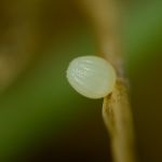 Okáč rosičkový - Erebia medusa, vajíčko (V, 2014)