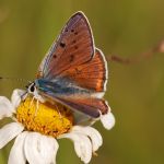 Ohniváček modrolemý - Lycaena hippothoe ♂, Ralsko (VI, 2009)