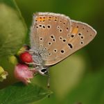 Ohniváček modrolemý - Lycaena hippothoe ♂, Ralsko (VI, 2009)