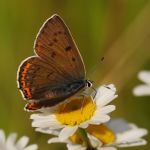 Ohniváček modrolesklý - Lycaena alciphron ♀, Ralsko (VI, 2008)