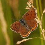 Ohniváček modrolesklý - Lycaena alciphron ♀, Ralsko (VI, 2008)