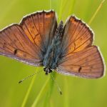 Ohniváček modrolesklý - Lycaena alciphron ♂, Ralsko (VI, 2008)