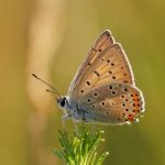 Ohniváček modrolesklý - Lycaena alciphron ♂, Váté písky (VI, 2008)