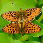 Perleťovec fialkový - Boloria euphrosyne, kopulace, Morava (V, 2013)