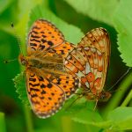 Perleťovec fialkový - Boloria euphrosyne, kopulace, Morava (V, 2013)