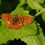 Perleťovec fialkový - Boloria euphrosyne, NP Podyjí (V, 2009)