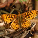 Perleťovec fialkový - Boloria euphrosyne, NP Podyjí (V, 2010)