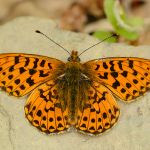 Perleťovec fialkový - Boloria euphrosyne, samec, Morava (V, 2013)