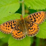 Perleťovec fialkový - Boloria euphrosyne, samice, Morava (V, 2013)