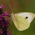 Bělásek zelný – Pieris brassicae, Boršov (VII, 2009)