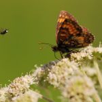 Hnědásek jitrocelový - Melitaea athalia, Boršov (VII, 2009)