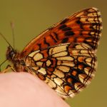 Hnědásek jitrocelový - Melitaea athalia, Boršov (VII, 2009)