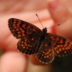 Hnědásek jitrocelový - Melitaea athalia, Boršov (VII, 2009)