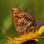 Hnědásek jitrocelový - Melitaea athalia, Boršov (VII, 2009)