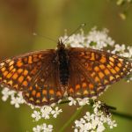 Hnědásek jitrocelový - Melitaea athalia, Dománovice (VI, 2009)