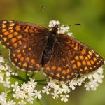 Hnědásek jitrocelový - Melitaea athalia, Dománovice (VI, 2009)