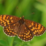 Hnědásek jitrocelový - Melitaea athalia, Dománovice (VI, 2009)