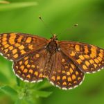 Hnědásek jitrocelový - Melitaea athalia, Dománovice (VI, 2009)