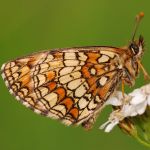 Hnědásek jitrocelový - Melitaea athalia, Dománovice (VI, 2009)