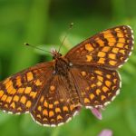 Hnědásek jitrocelový - Melitaea athalia, Dománovice (VI, 2009)