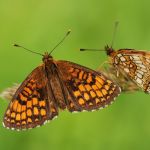 Hnědásek jitrocelový - Melitaea athalia, Dománovice (VI, 2009)