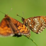 Hnědásek jitrocelový - Melitaea athalia, Dománovice (VI, 2009)