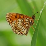 Hnědásek jitrocelový - Melitaea athalia, Dománovice (VI, 2009)