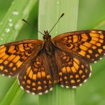 Hnědásek jitrocelový - Melitaea athalia, Dománovice (VI, 2009)