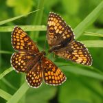 Hnědásek jitrocelový - Melitaea athalia, Dománovice (VI, 2009)