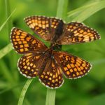 Hnědásek jitrocelový - Melitaea athalia, Dománovice (VI, 2009)