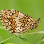 Hnědásek jitrocelový - Melitaea athalia, Dománovice (VI, 2009)