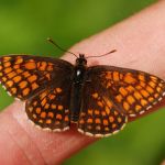 Hnědásek jitrocelový - Melitaea athalia, Radotínské údolí (VI, 2009)