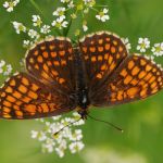 Hnědásek jitrocelový - Melitaea athalia, Radotínské údolí (VI, 2009)