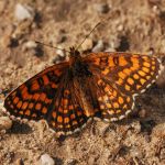 Hnědásek jitrocelový - Melitaea athalia, Ralsko (VI, 2009)