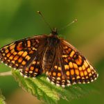 Hnědásek jitrocelový - Melitaea athalia, Ralsko (VI, 2009)