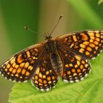 Hnědásek jitrocelový - Melitaea athalia, Ralsko (VI, 2009)