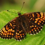 Hnědásek jitrocelový - Melitaea athalia, Ralsko (VI, 2009)