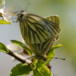 Bělásek řepkový – Pieris napi, kopulace Jičín (IV, 2010)