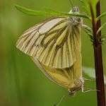 Bělásek řepkový – Pieris napi, kopulace, Prachov (VI, 2009)