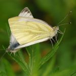 Bělásek řepkový – Pieris napi, kopulace, Prachov (VI, 2009)