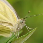 Bělásek řepkový – Pieris napi, kopulace, Prachov (VI, 2009)